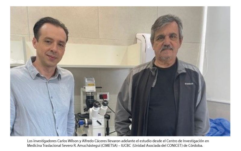 Investigadores del IUCBC generan neuronas humanas para estudiar mecanismos clave del Alzheimer hereditario